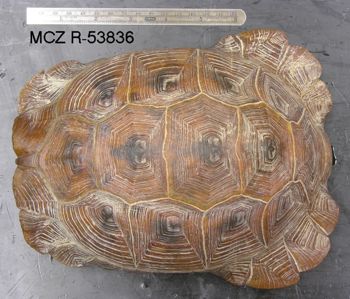 Media type: image; Herpetology R-53836